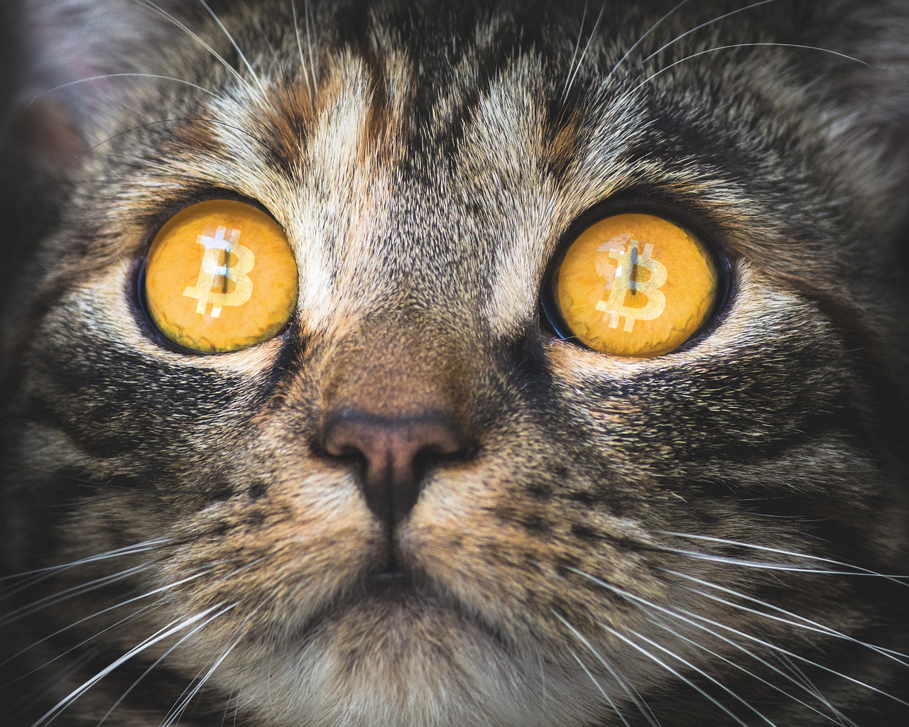 100eyes Crypto Scanner Review
