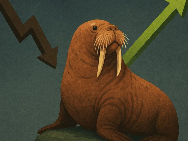 walrus bullish reversal